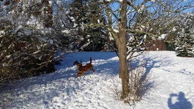 Winterspiele der Hunde